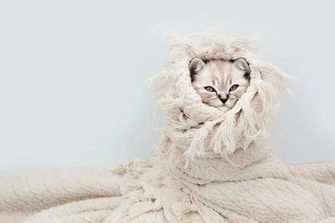 Kitten on a blanket. The cat is cold. Stock Photos