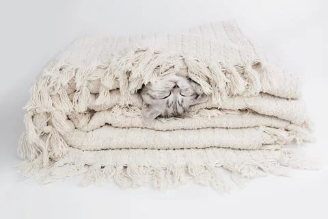 Kitten on a blanket. Cat in a stack under a blanket. Stock Photos