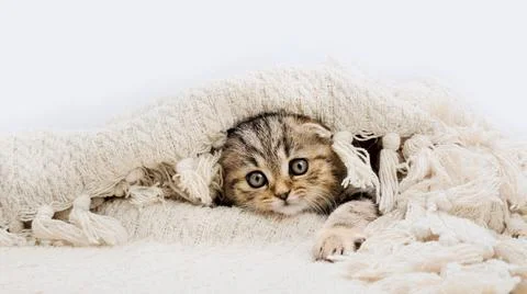 Kitten on a blanket. Foto stock