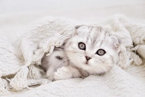 Kitten on a blanket. Stock Photos
