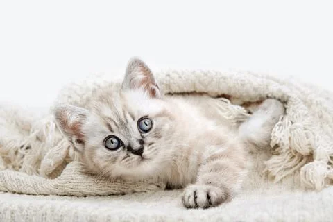 Kitten on a blanket. Stock Photos