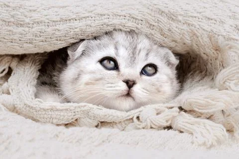 Kitten on a blanket. Stock Photos