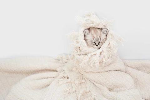 Kitten on a blanket. Foto stock