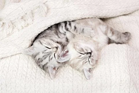 Kitten on a blanket. Stock Photos