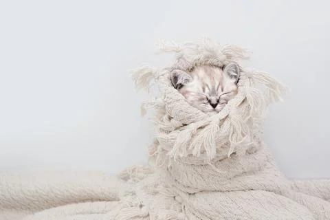 Kitten on a blanket. Foto stock