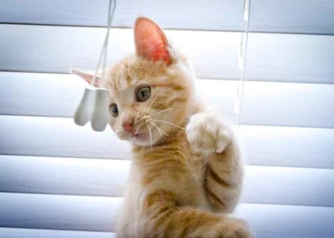 Kitten with blinds Stock Photos
