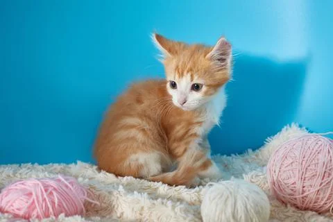 Kitten on a blue background for copyspace. Stock Photos