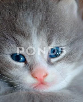 Kitten with blue eyes and pink nose Stock Photos