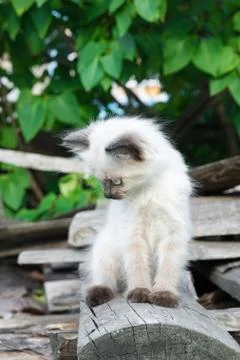 Kitten on the board Stock Photos