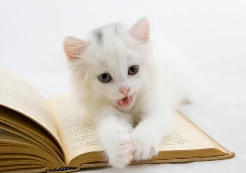 Kitten on book Stock Photos