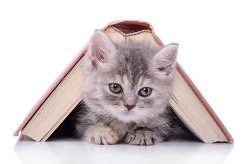 Kitten with book Stock Photos