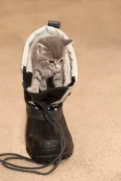 Kitten in boot Stock Photos