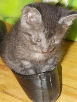 Kitten in boot Stock Photos