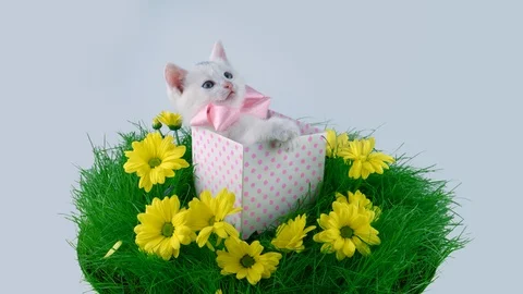 Kitten with bow playing in the present box, trying to catch something on top Stock Footage 91720629