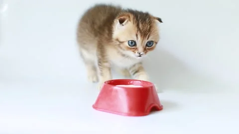Kitten at the bowl Stock Footage 155093302