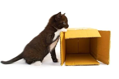 Kitten with box Stock Photos