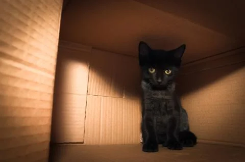 Kitten in a box Stock Photos