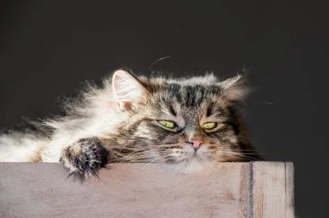 Kitten in a box Stock Photos
