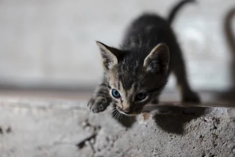 Kitten with Bright Blue Eyes Pouncing From a Step Stock Photos