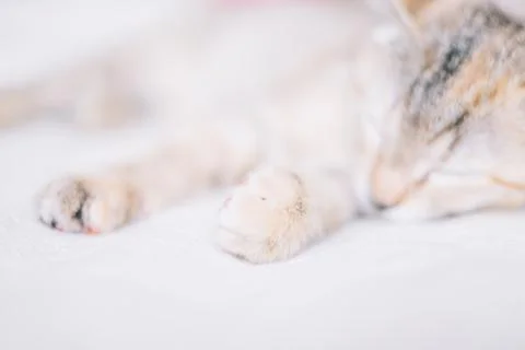 Kitten of brindle color sleeping on sofa. Stock Photos
