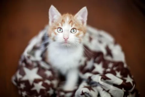 Kitten on a broun floor Stock Photos