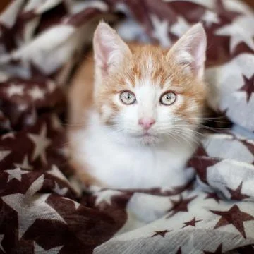 Kitten on a brown floor Stock Photos