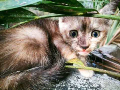 Kitten brown Stock-Fotos