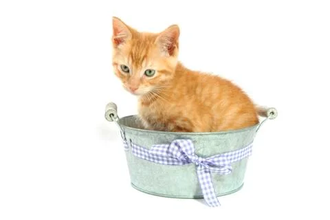 Kitten in bucket Stock Photos