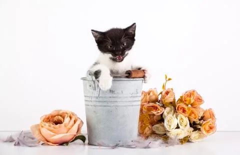 Kitten in bucket Foto stock