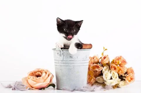 Kitten in bucket Foto stock