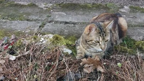 Kitten Button Foto stock