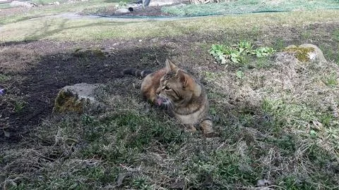 Kitten Button Foto stock