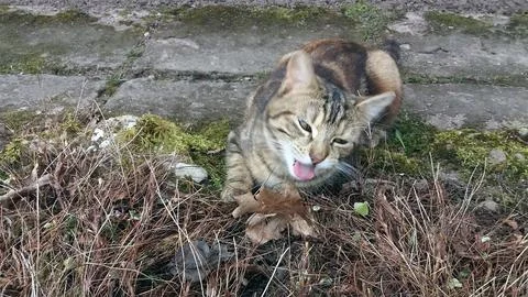 Kitten Button Foto stock