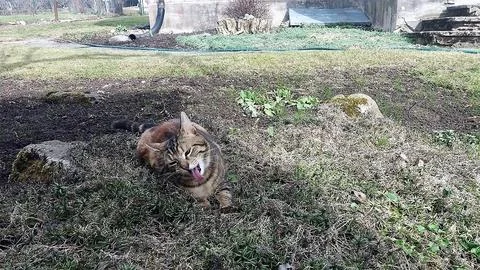 Kitten Button Foto stock