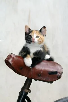 Kitten in bycicle Stock Photos