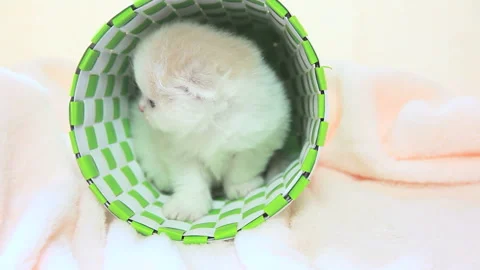 The Kitten in the Cage 库存影片 332498645