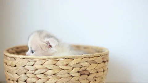The Kitten in the Cage 库存影片 332500010