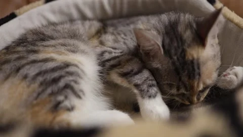 Kitten calmly grooming in bed Stock Footage 338278908