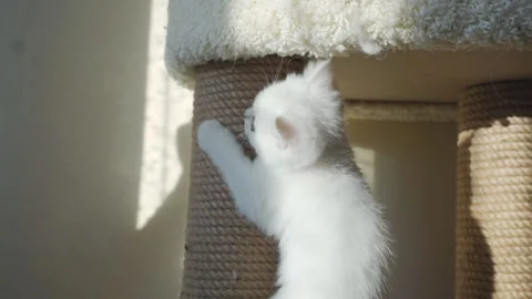 The kitten came down from Stock Footage 125321056