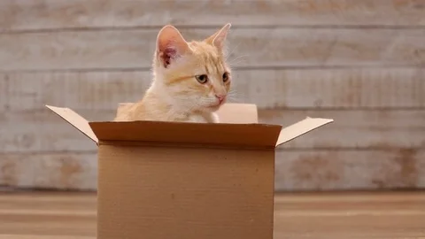 Kitten in cardboard box looking around, then jumping out and leaving Video stock 103820222
