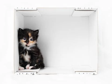Kitten in cardboard box Stock Photos