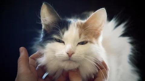 The kitten is caressed by the host 's hands Stock Footage 124089818