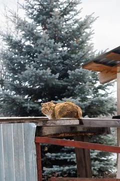 Kitten cat gazes at camera and sits on roof against background of blue spruce Stock Photos
