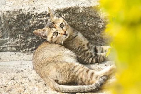 A kitten cat on the ground Stock Photos