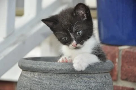 Kitten Cat in pot Stock Photos