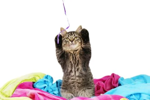 Kitten catching a string Stock Photos