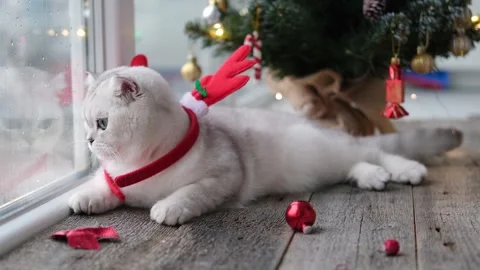 The kitten celebrates the New Year. Stock Footage 257525172