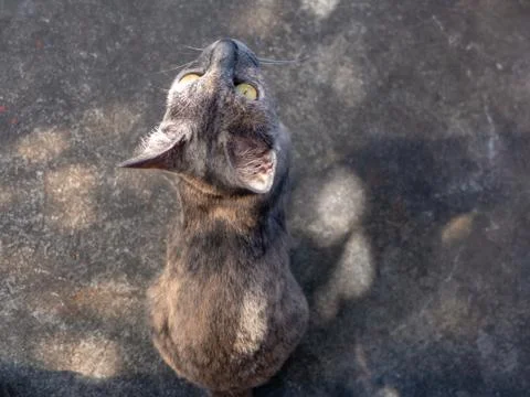 A kitten on cement floor Stock Photos