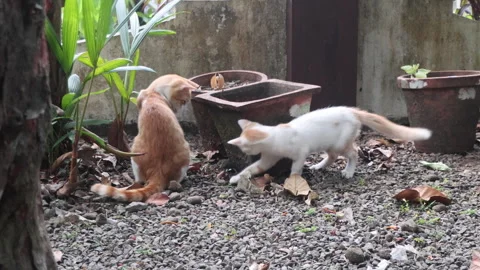 A kitten chases a mouse around a garden pot Stock Footage 313546229