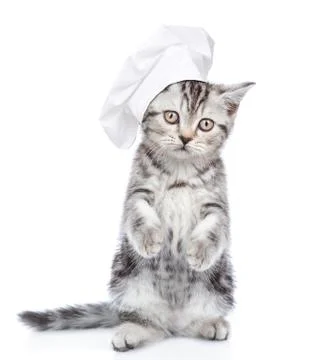 Kitten in chef's hat looking at the camera. isolated on white background Stock Photos
